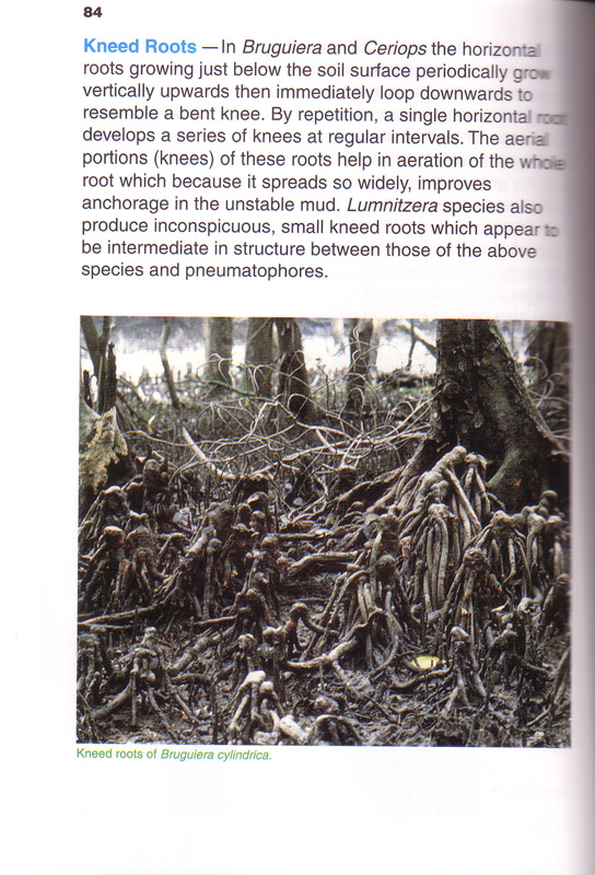 A Guide to the Mangroves of Singapore 1 - aus dem Buch